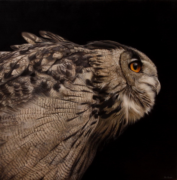 Gufo Reale, olio 70x70