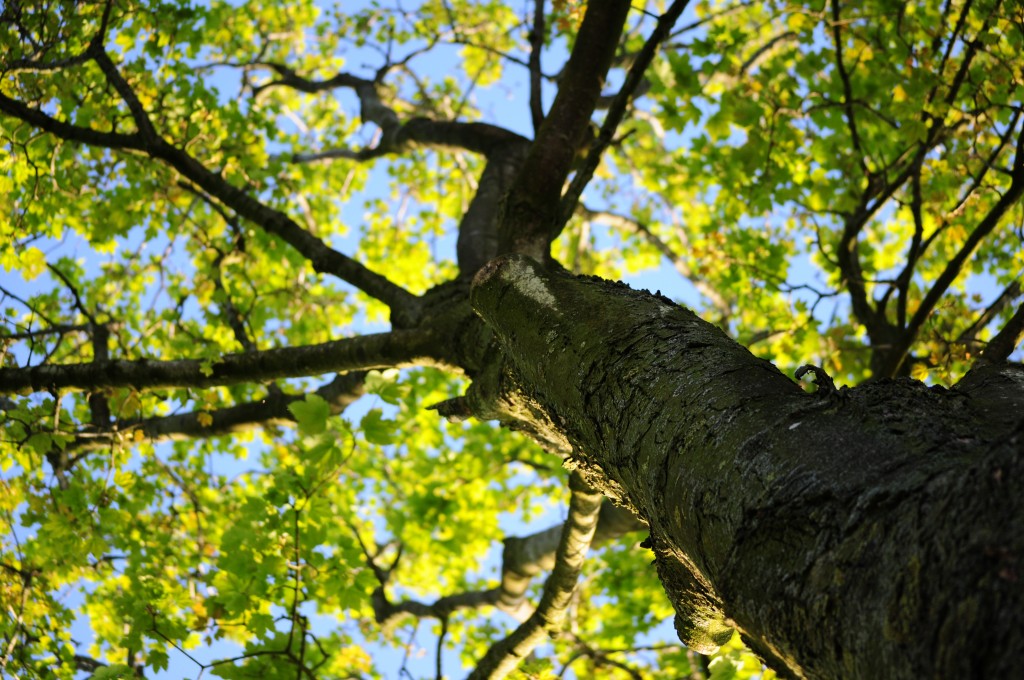 albero_natura_wood-nature-leaves-tree