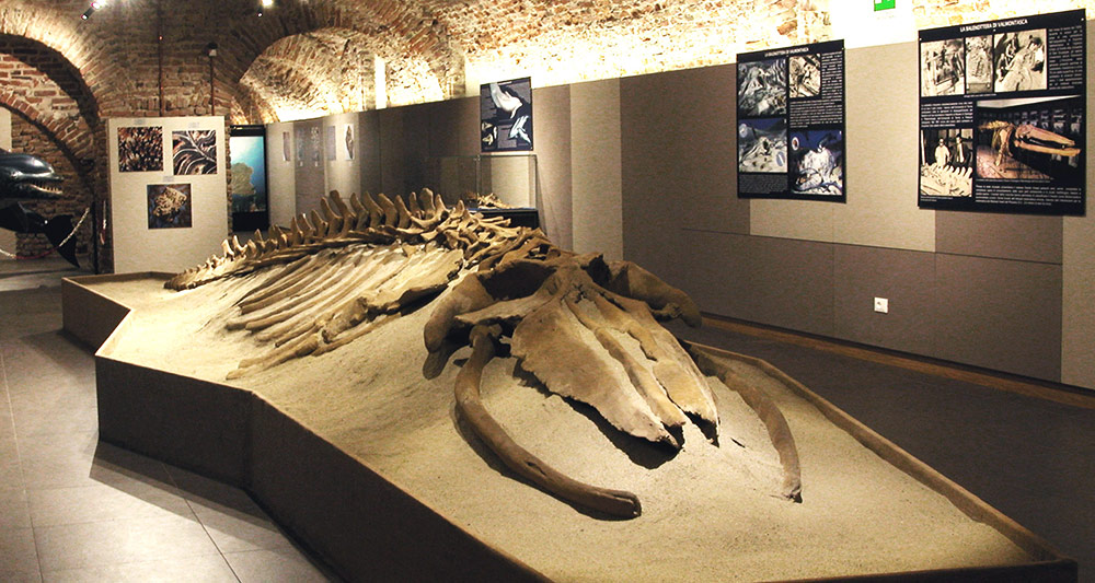 museo paleontologico